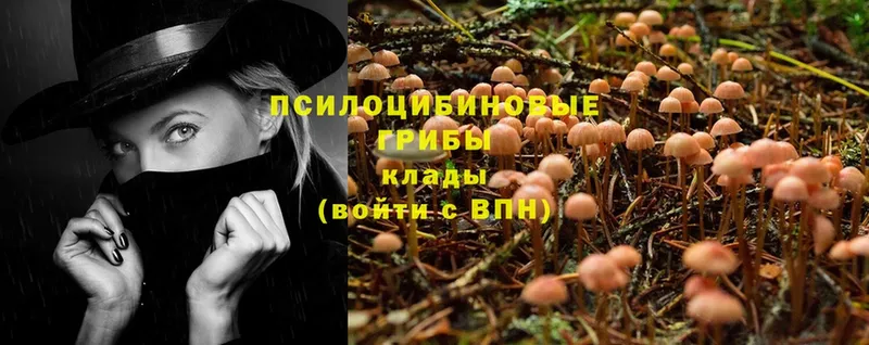 закладки  Болхов  Псилоцибиновые грибы Psilocybe 